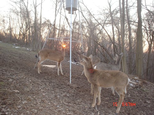 Wary whitetail deer.